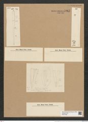 Licmophora flabellata (Carm.) Ag. (de-Toni-Nr.: Genus 86, Species 2953) Zeichnungen Sammlung Grunow Nr. 5962 (NHMW-BOT-W0374438)
